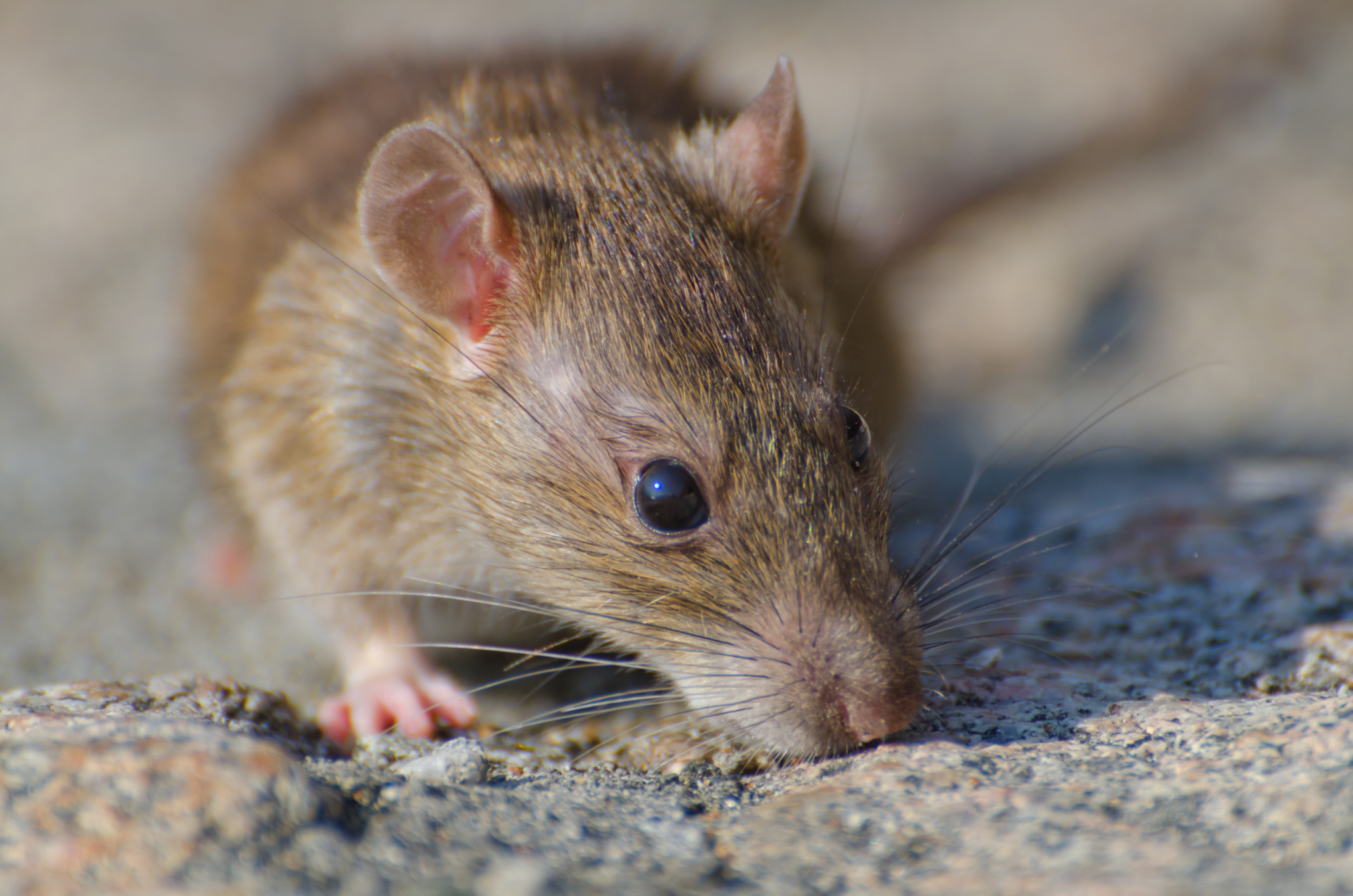 cómo-impedir-las-plagas-de-ratas