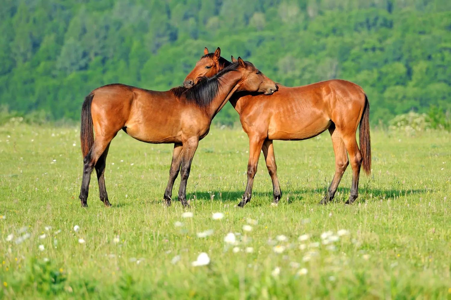 Responsabilidad legal de los propietarios de caballos