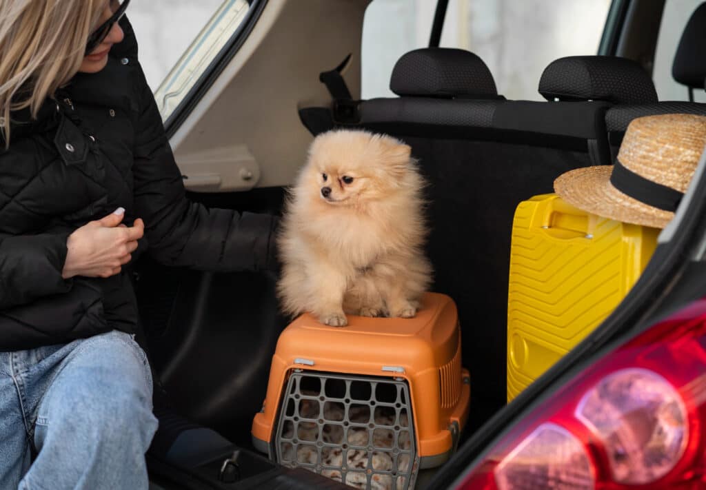 Consejos para mantener a tu mascota tranquila durante un vuelo