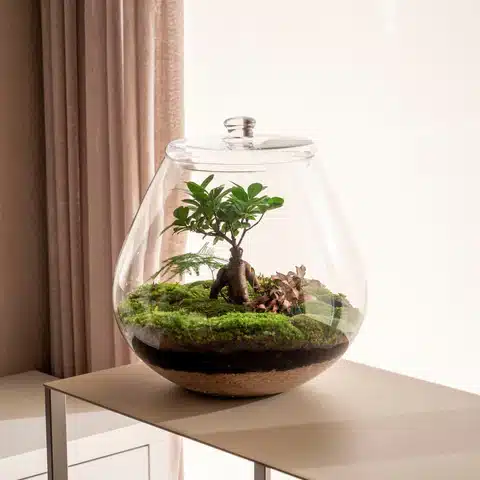 Terrarios de plantas: una pequeña jungla en casa