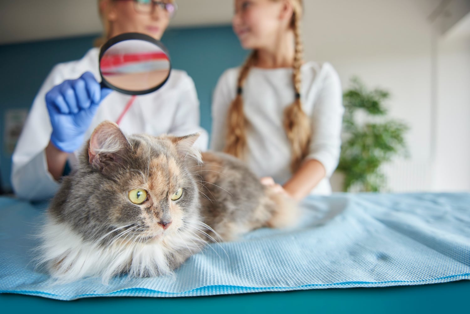 Las enfermedades más comunes en perros y gatos y cómo detectarlas a tiempo