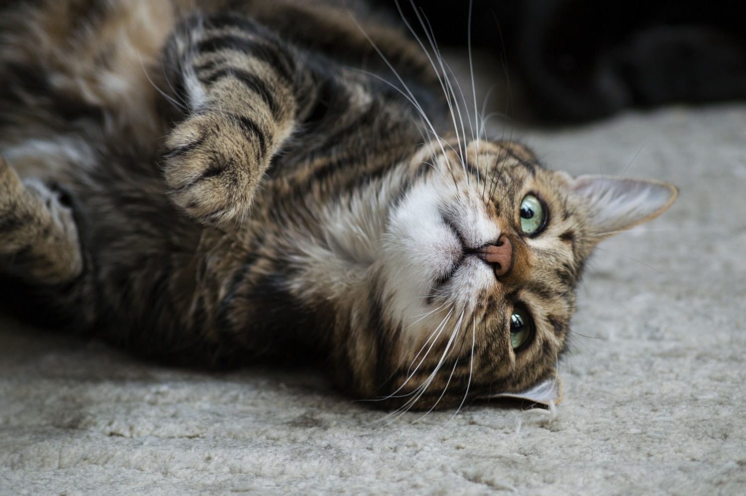 Esterilización en perros y gatos: por qué es una decisión importante para su salud y bienestar