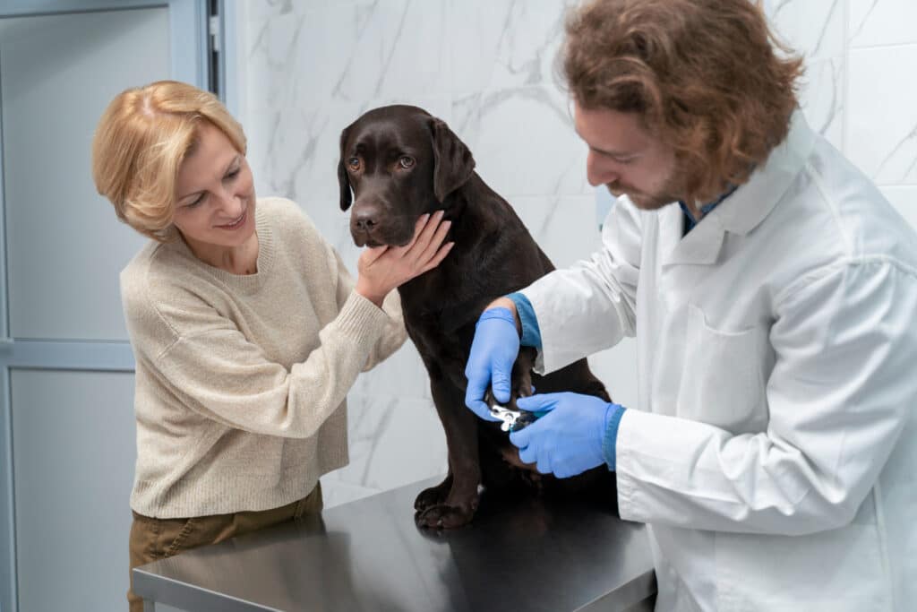 Cuándo llevar a tu mascota al veterinario: síntomas que requieren atención inmediata