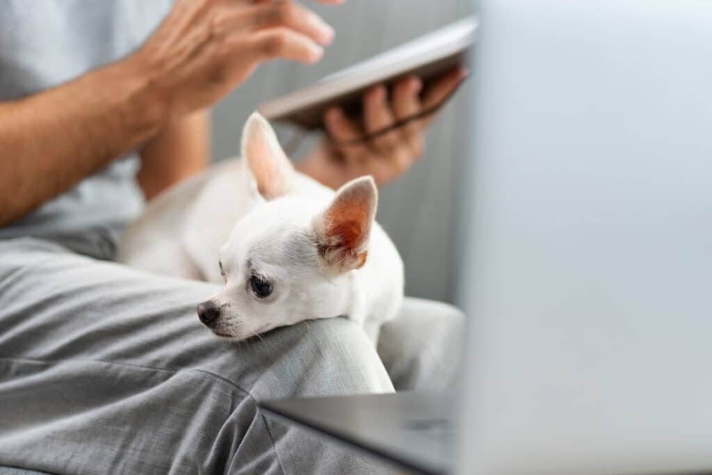 Las enfermedades más comunes en perros y gatos y cómo detectarlas a tiempo