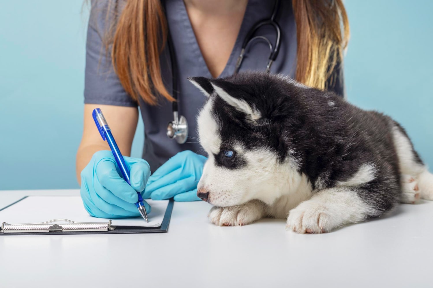 Cuándo llevar a tu mascota al veterinario: síntomas que requieren atención inmediata