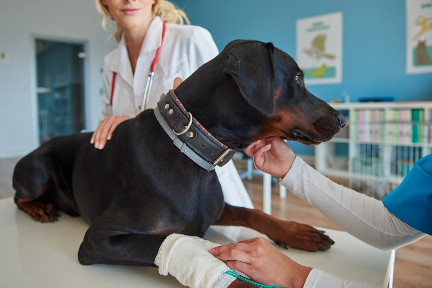 Artrosis en perros: tratamiento con láser, rehabilitación y cómo mejorar su movilidad