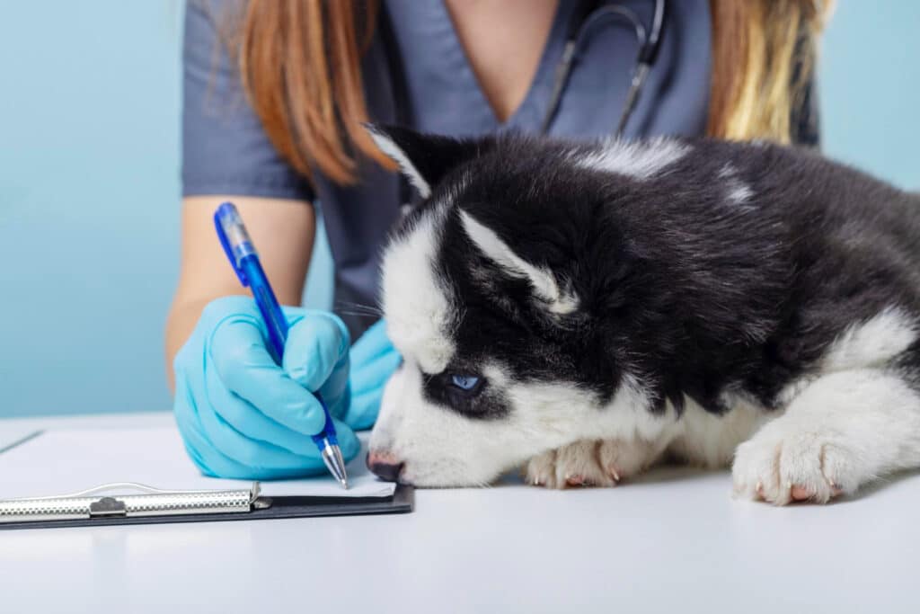 Calendario de vacunación para perros: qué vacunas necesita y cuándo ponerlas