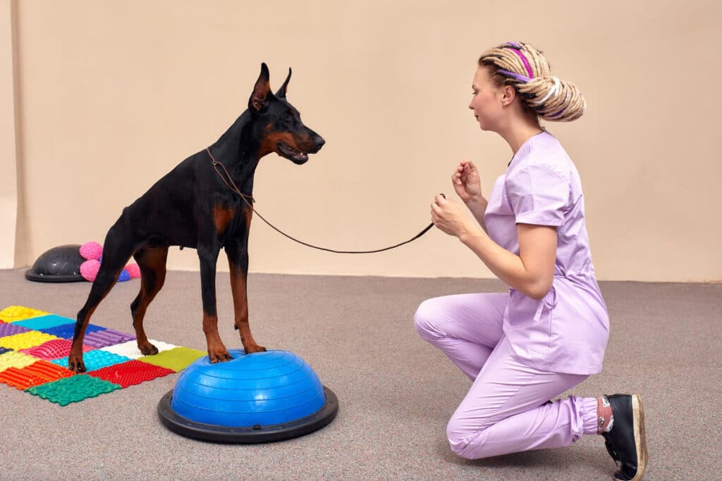 Artrosis en perros: tratamiento con láser, rehabilitación y cómo mejorar su movilidad