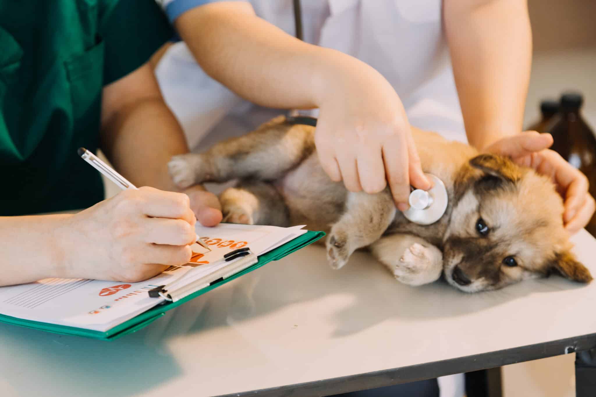 Lo que una consulta veterinaria puede detectar a tiempo