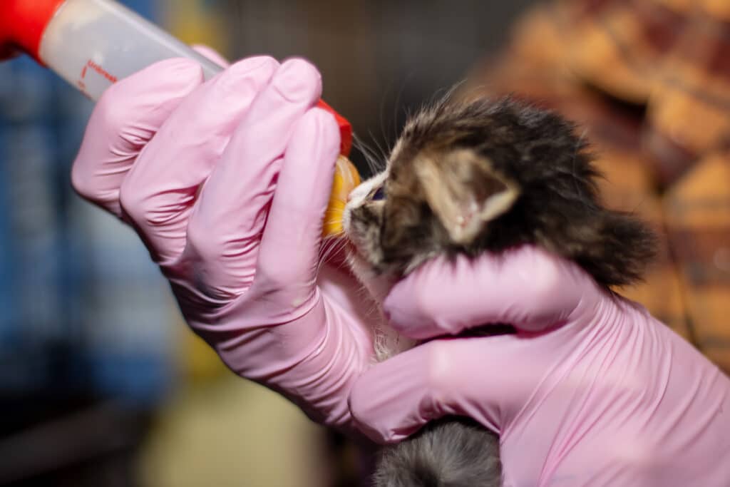 Errores comunes al desparasitar a una mascota