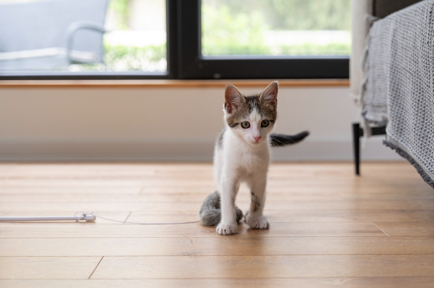 Cómo cuidar la salud de un gato que vive en piso