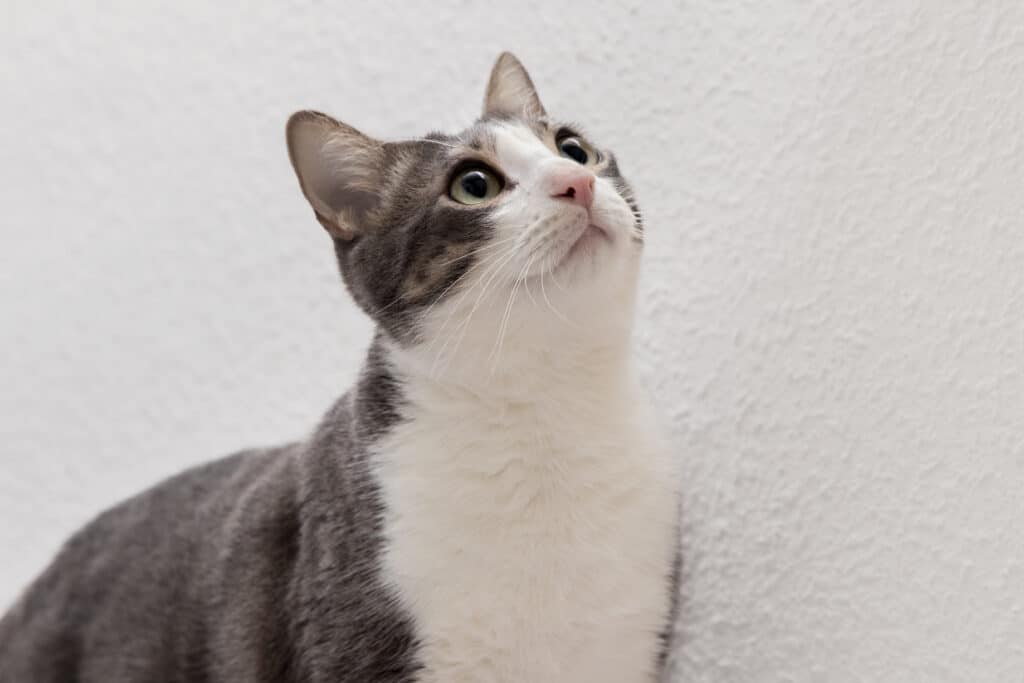 Enfermedades felinas más habituales en gatos de ciudad