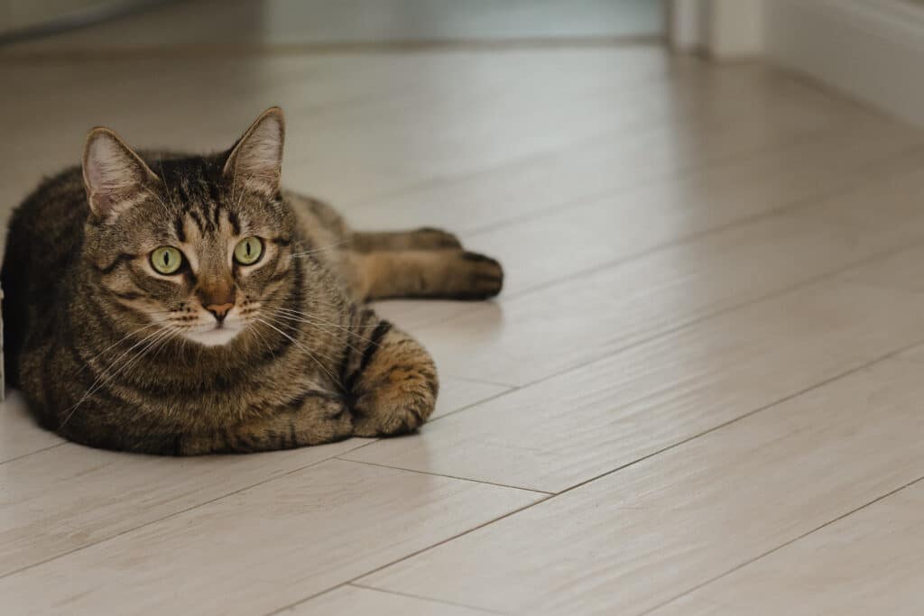Cómo cuidar la salud de un gato que vive en piso