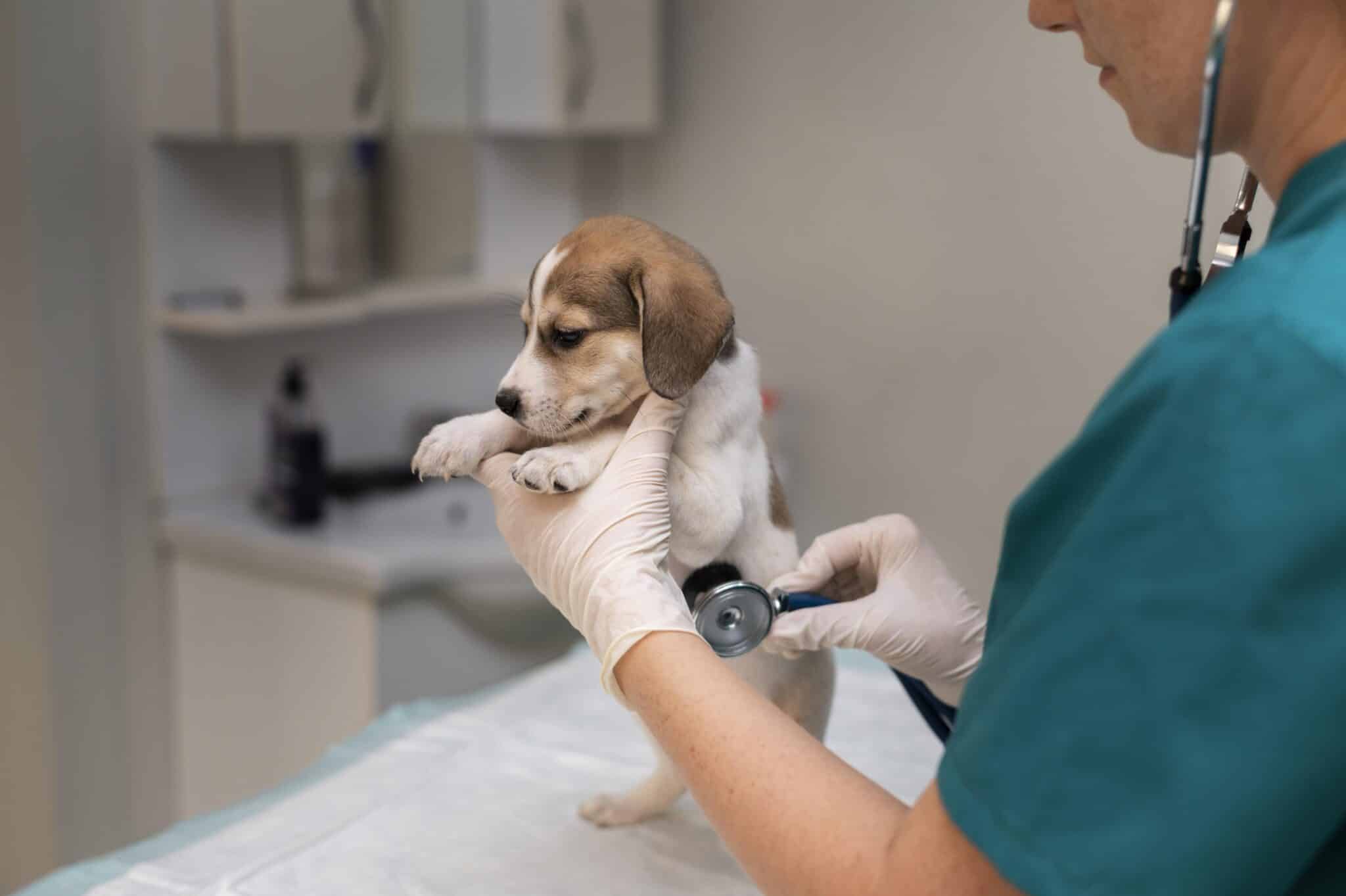 Pequeños cambios en tu mascota que conviene consultar