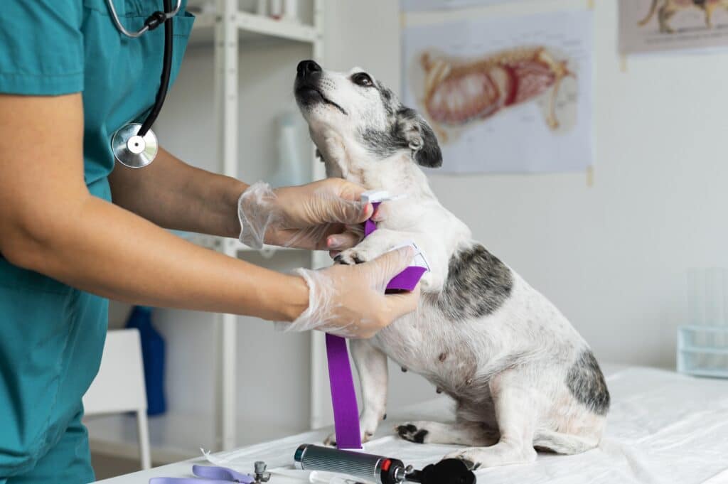 Pequeños cambios en tu mascota que conviene consultar