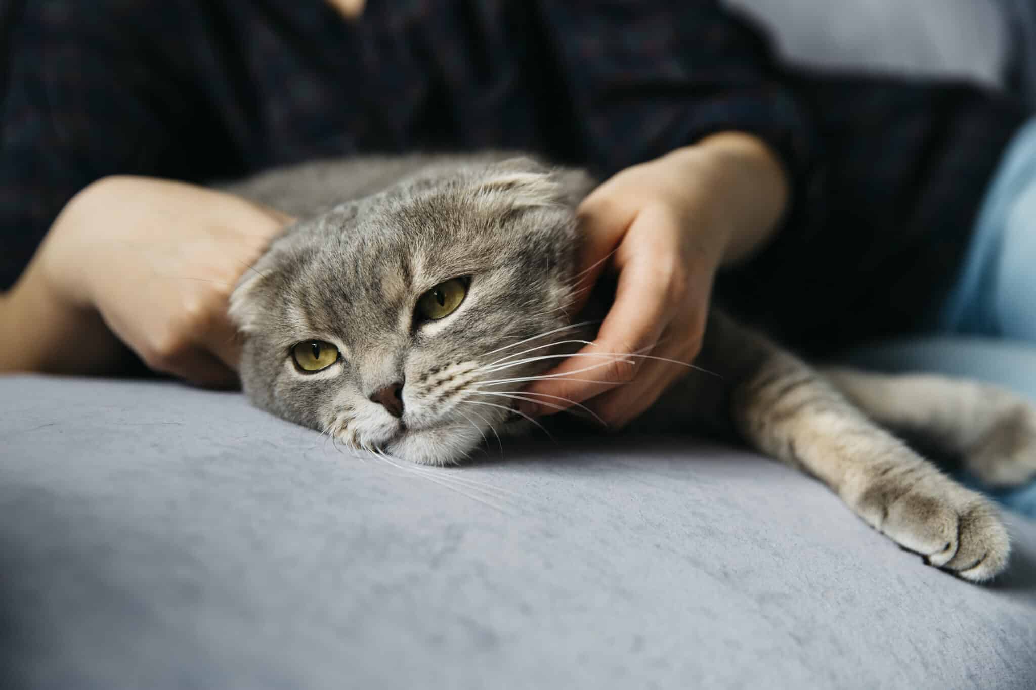 Enfermedades felinas más habituales en gatos de ciudad
