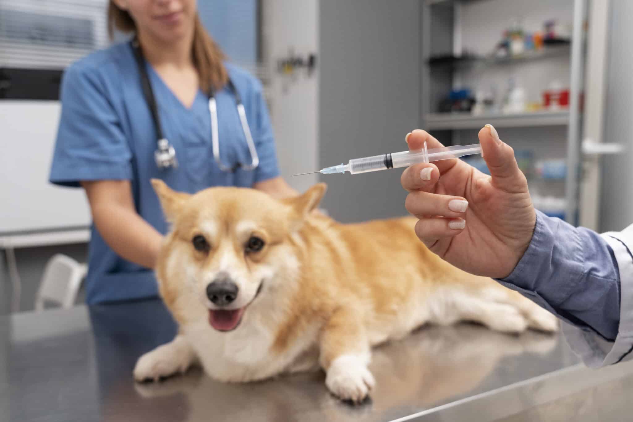 Cómo organizar el plan de vacunación de tu mascota